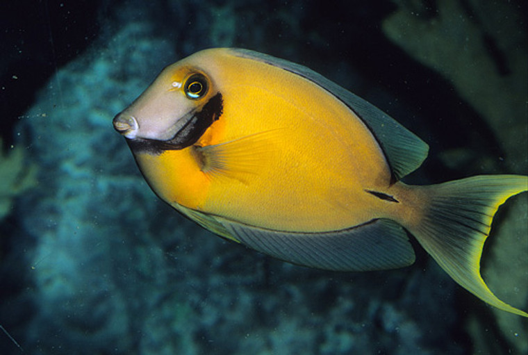 Yellow Mimic Tang  LARGE