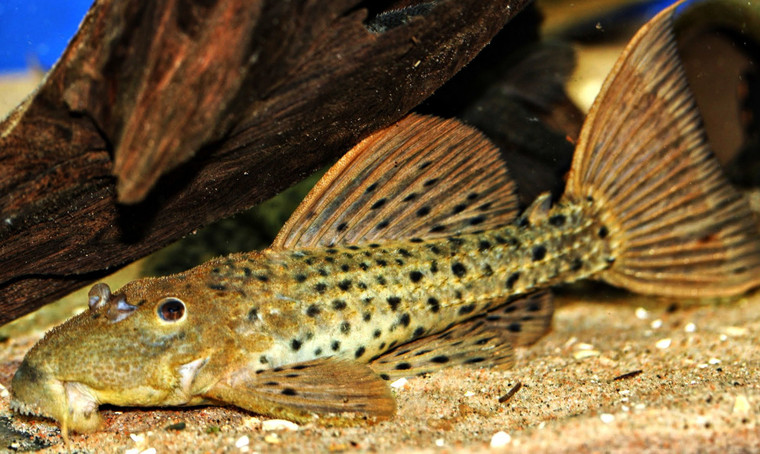 Spiny Cactus Pleco L096 Xlg