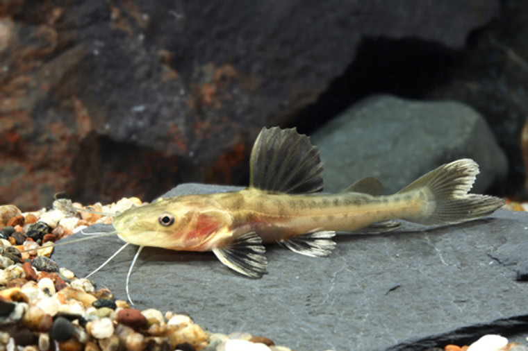 Redtail / Tiger Shovelnose Hybrid Catfish - medium/select