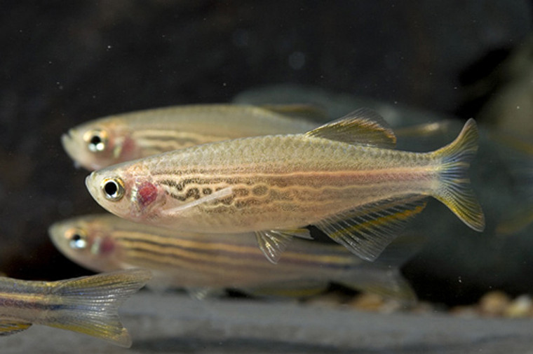 DANIO KYATHIT (BURMESE) REGULAR