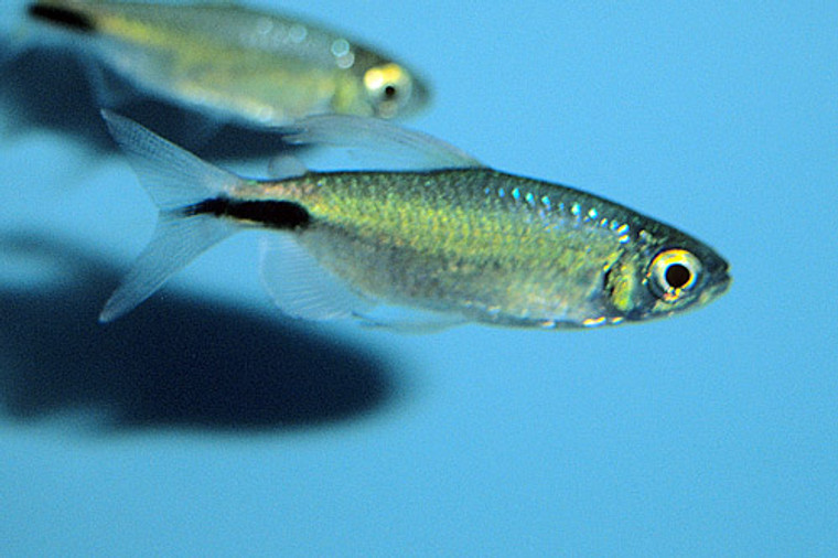 Alestes Tetra  LARGE