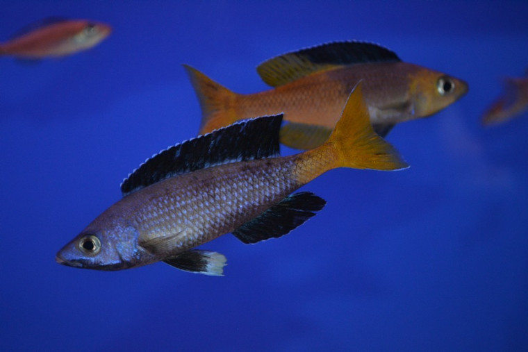 Cyprichromis Leptosoma Jumbo Cichlid Moba  REGULAR