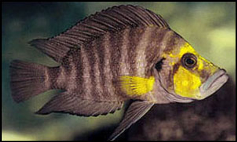 Gold Head Altolamprologus Calvus Cichlid Mutondwe  REGULAR