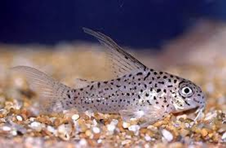 Loretoensis Corydoras  REGULAR