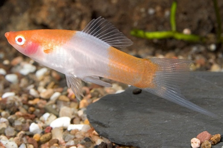 KOI (SANTA CLAUS) SWORDTAIL - 2-2.25 inches