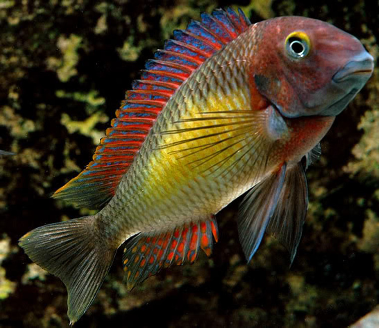 Group of 6 - WILD TROPHEUS KASANGA "RED RAINBOW" - Adult