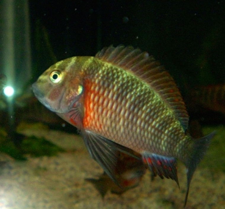 Group of 6 - WILD TROPHEUS  RED LUNANGWA -Adult