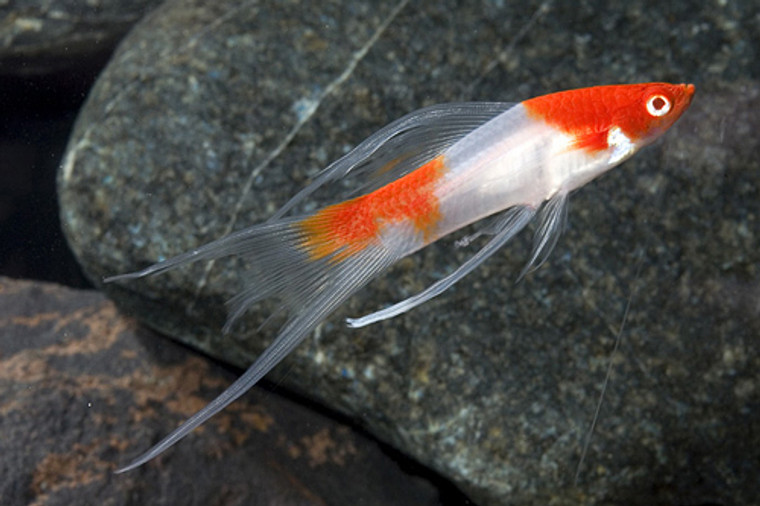 Koi Kohaku Lyretail Swordtail  REGULAR