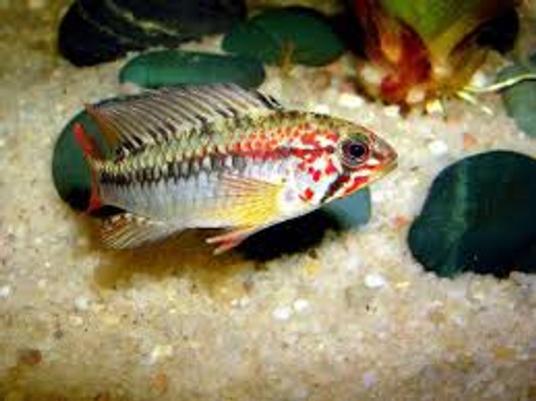 Red Neck Apisto.Macmasteri Cichlid Female  REGULAR