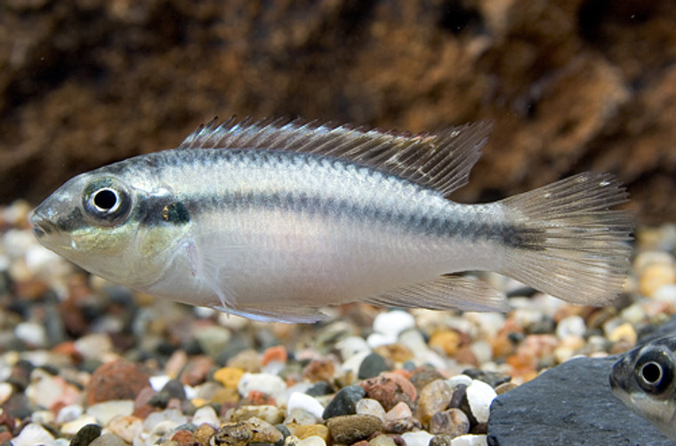 Blue Kribensis Cichlid  REGULAR