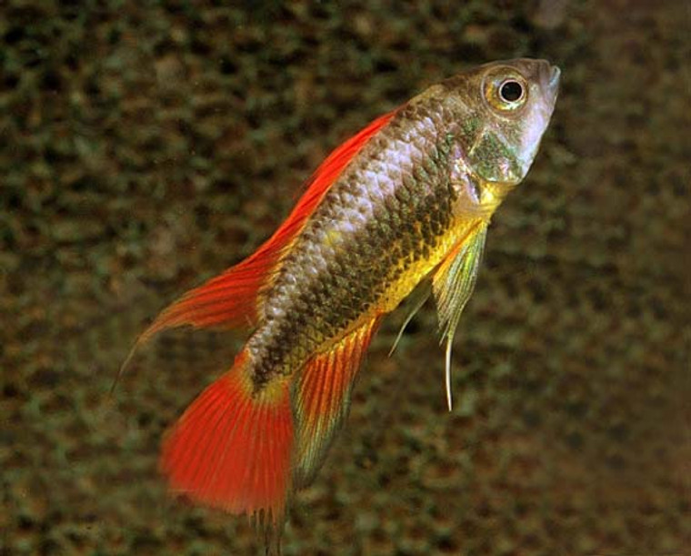 Apistogramma agassizi double red Pair