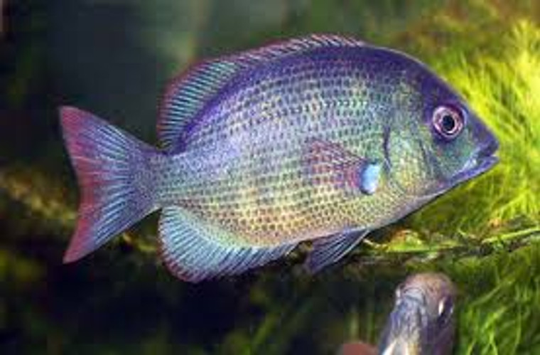 Paretroplus Menarambo Cichlid  SMALL