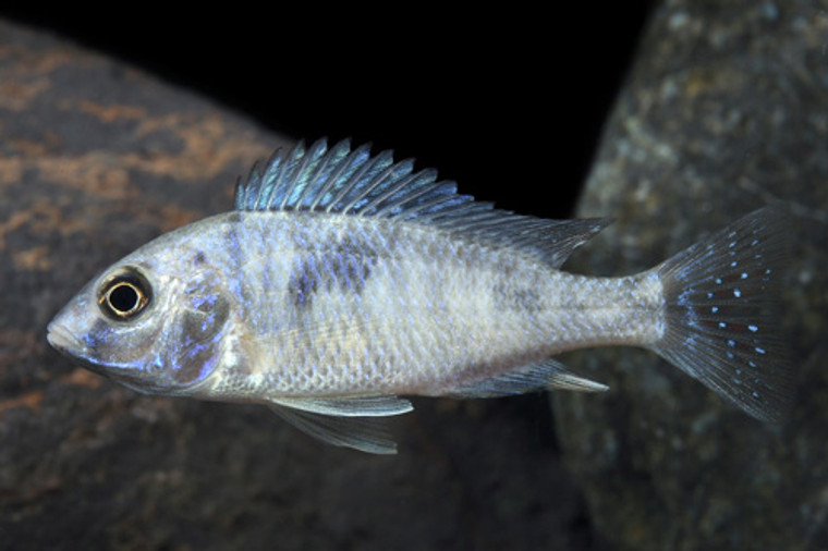 Cyrtocara Moorii Cichlid  MEDIUM