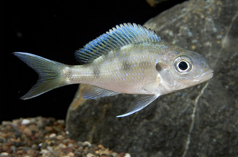 Ophthalmotilapia Ventralis Cichlid  MEDIUM