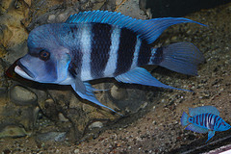 CYPHOTILAPIA FRONTOSA MPIMBWE -1.25-2.25 inches