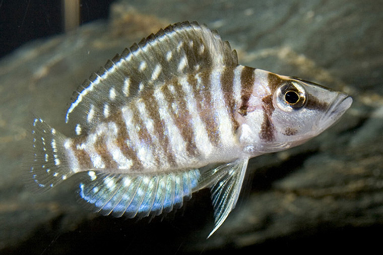 White Altolamprologus Calvus Cichlid  REGULAR