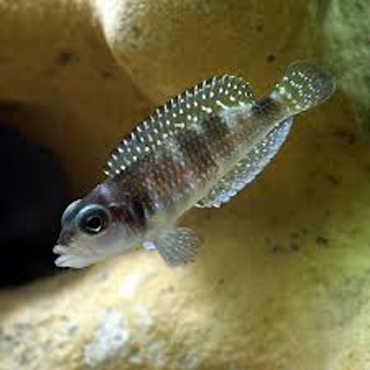 Lamprologus Meleagris Cichlid  REGULAR