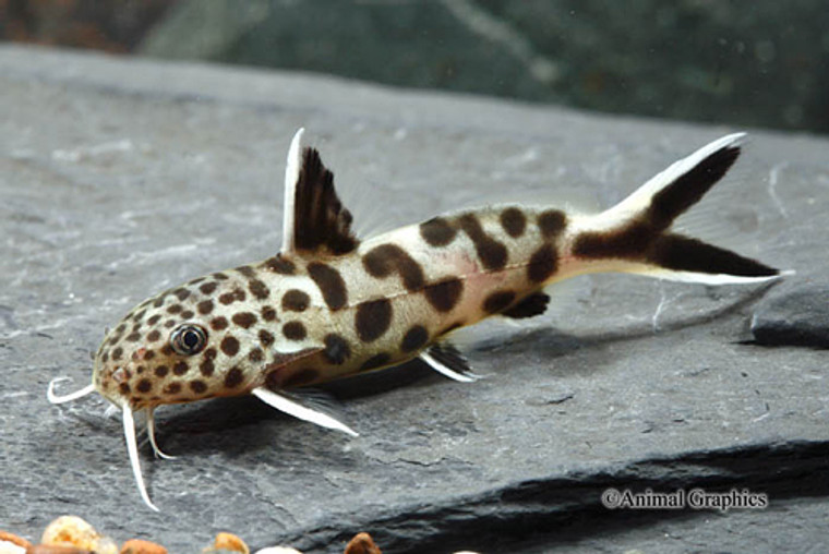 Synodontis Petricola Catfish Florida  LARGE