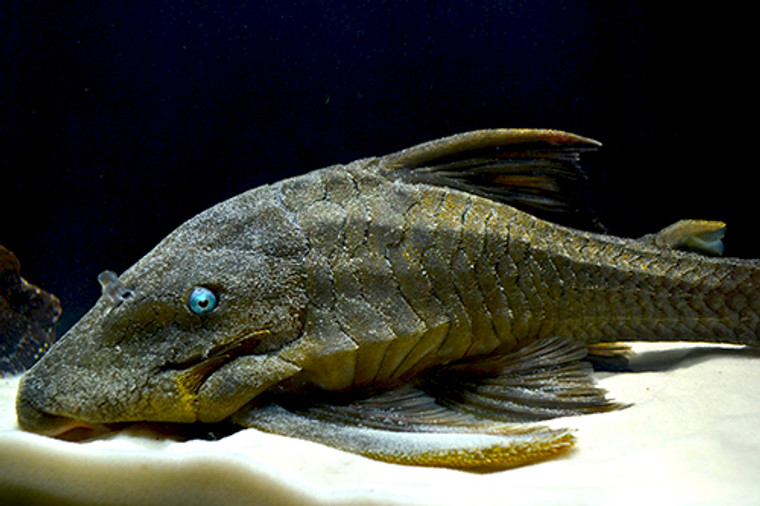 Blue Eye Pleco  Large/Show