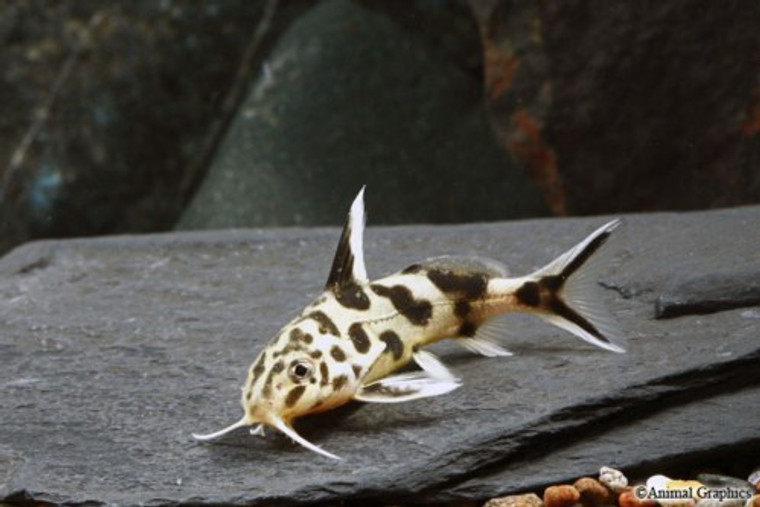 Synodontis Multipunctatus Catfish  SMALL