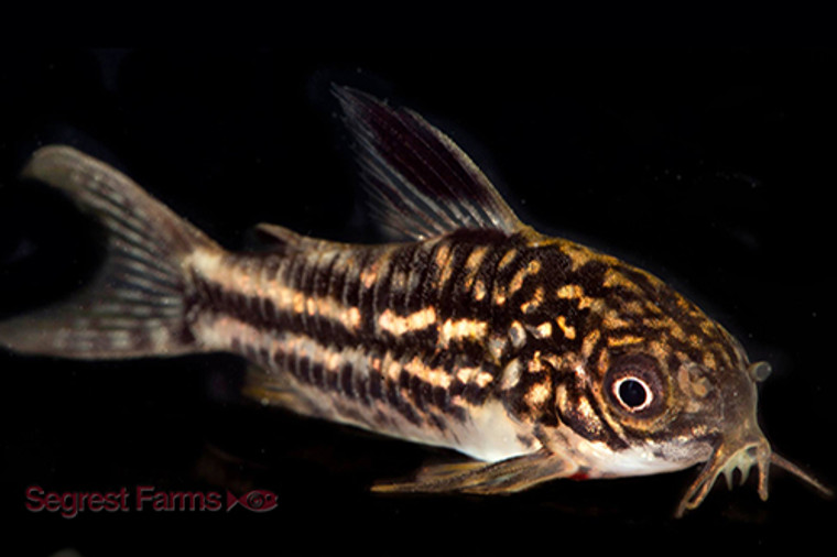 Napoensis Corydoras  REGULAR