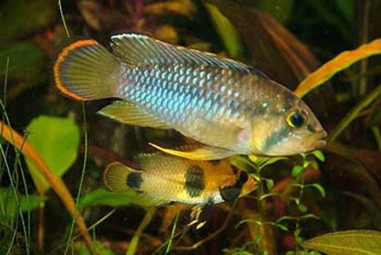 Apistogramma Nijsseni Cichlid Pair  REGULAR