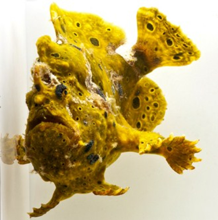 Assorted Ordinary Frogfish  MEDIUM