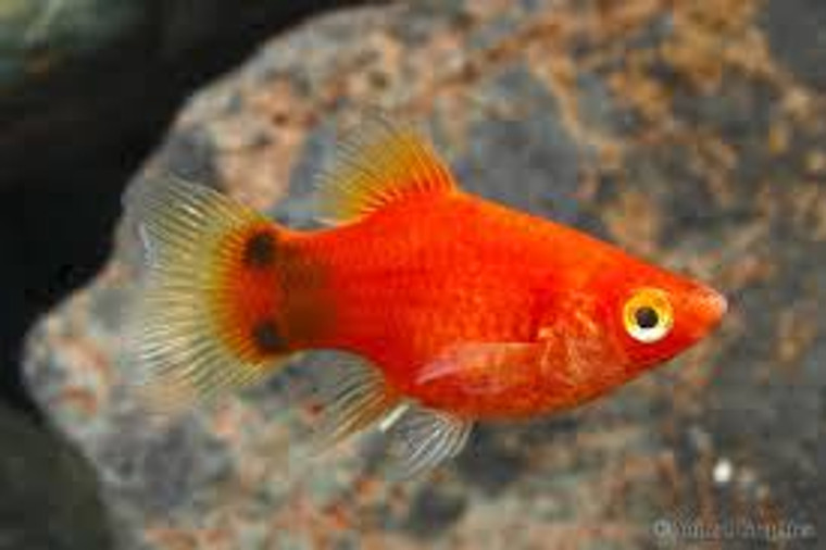 RED BALLOON MICKEY MOUSE PLATY medium