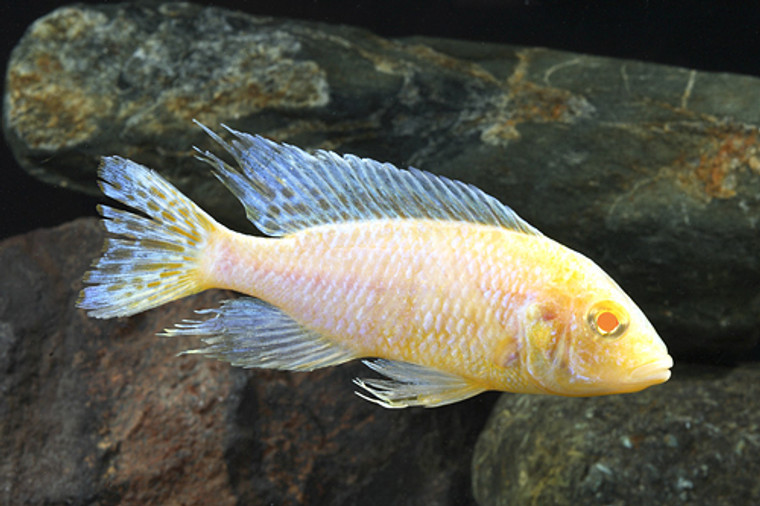 Albino Peacock Cichlid  LARGE