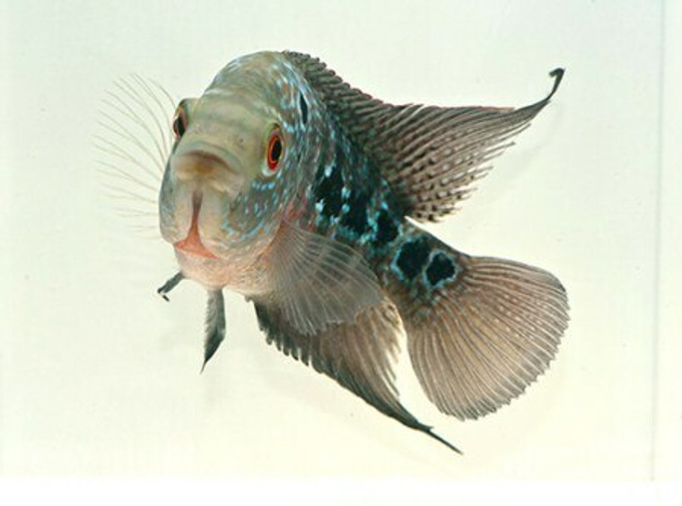 Flowerhorn Cichlid  REGULAR