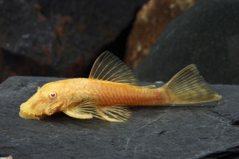 Albino Bristlenose Pleco Florida  REGULAR