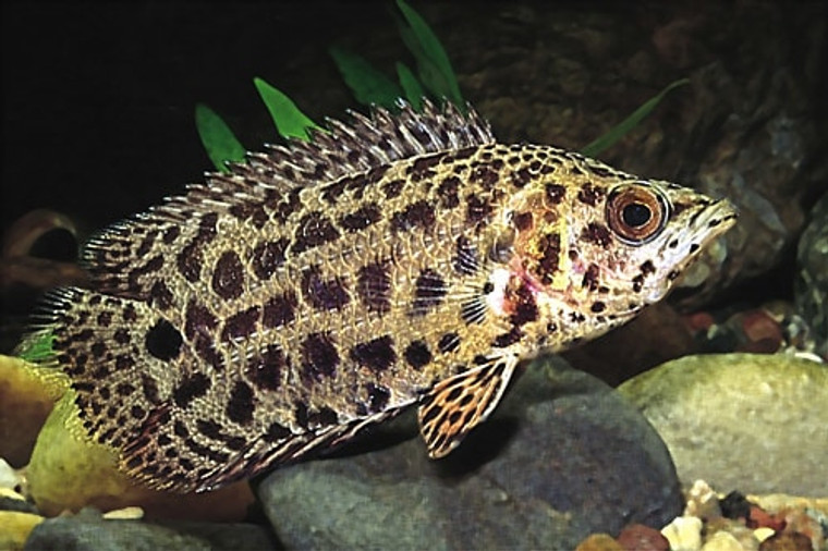 Leopard Ctenopoma - REGULAR