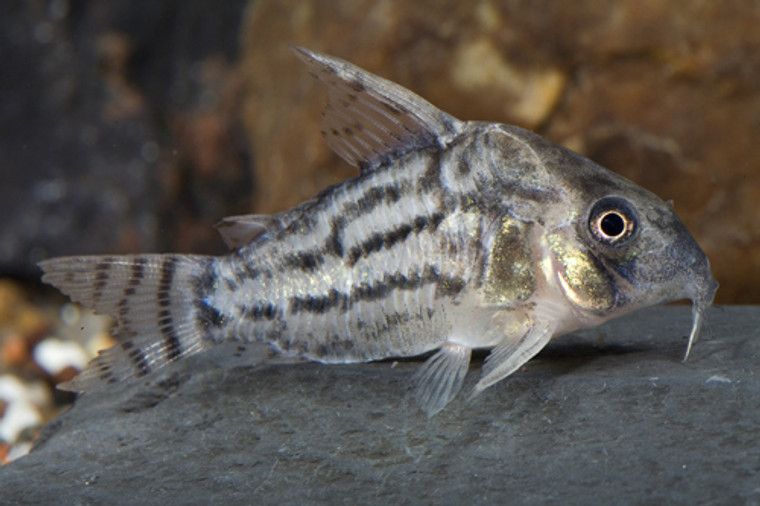 Schwartzi Corydoras  MEDIUM