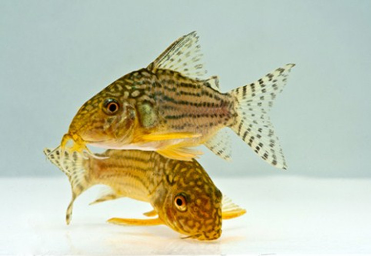 Sterbai Corydoras Tank Raised - MEDIUM