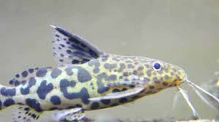 Synodontis Schoutedeni Catfish Hybrid  REGULAR
