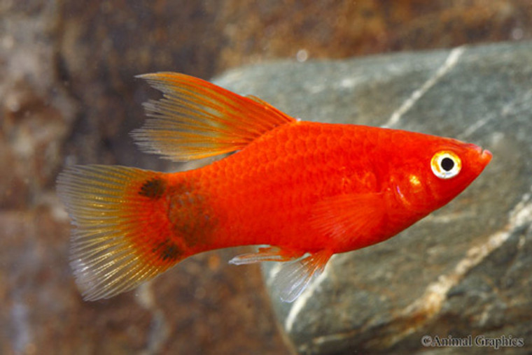 RED HIFIN MICKEY MOUSE PLATY medium