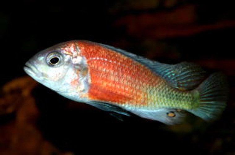 Haplochromis sp. Hippo Pnt Salmon Cichlid  REGULAR