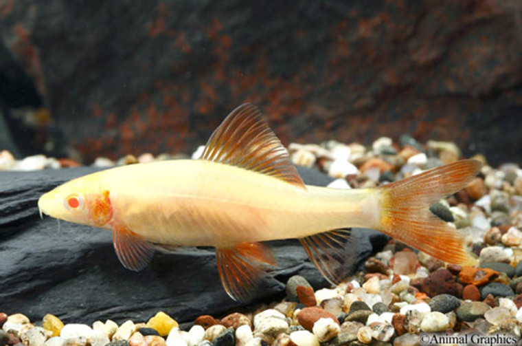 Albino Rainbow Shark  LARGE