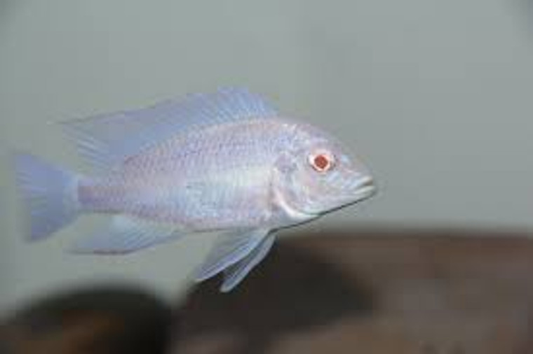 Albino Cyrtocara Moorii Cichlid  SMALL