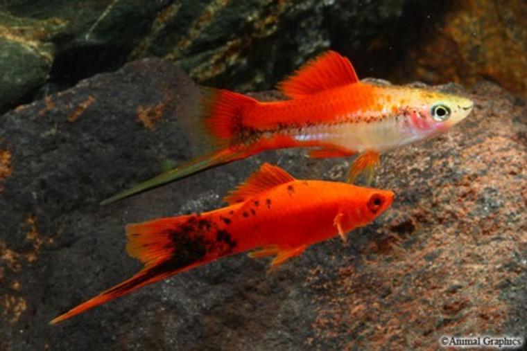 Assorted Swordtail  REGULAR