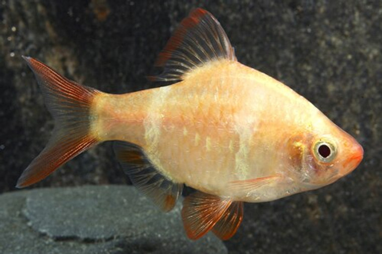 Albino Tiger Barb  MEDIUM