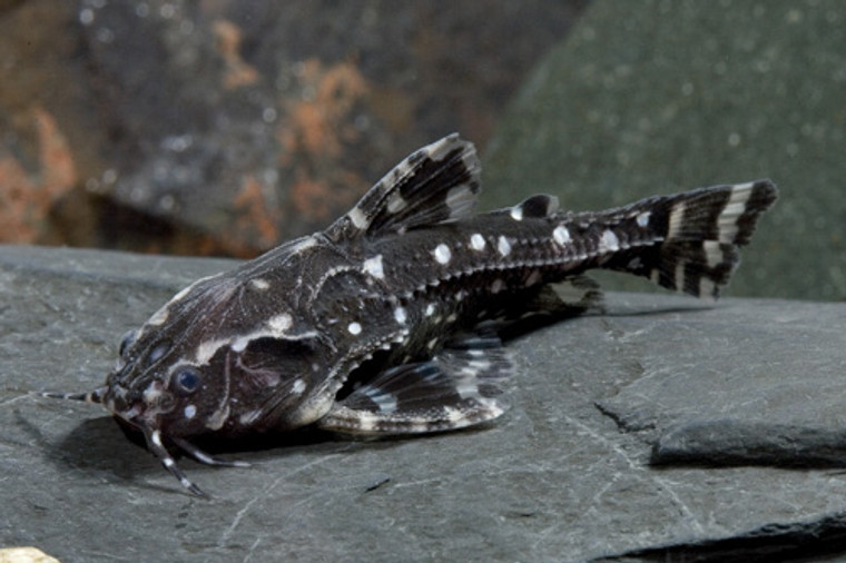 Spotted Raphael Catfish - REGULAR