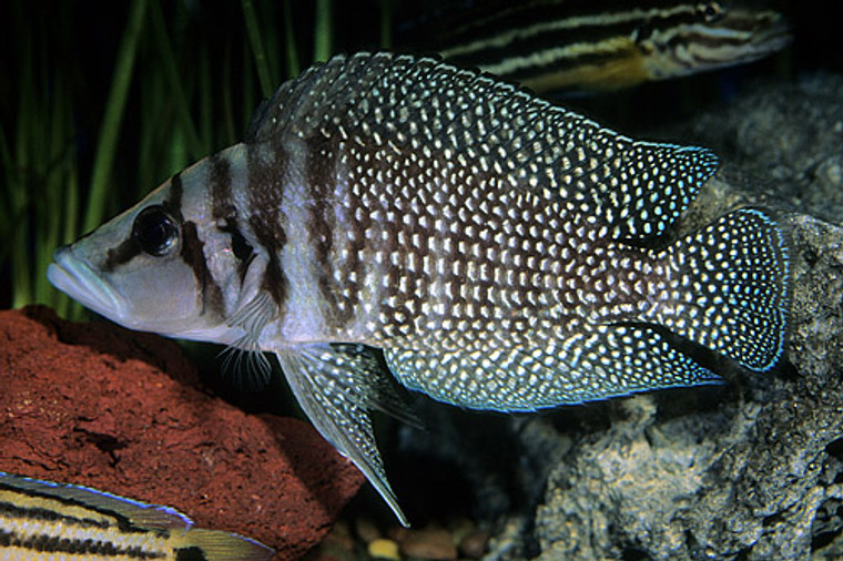 Black Altolamprologus Calvus Cichlid Medium/Select