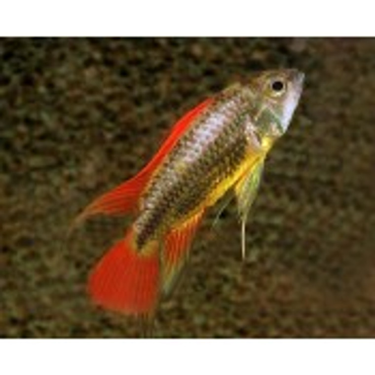 Apistogramma agassiz double red male