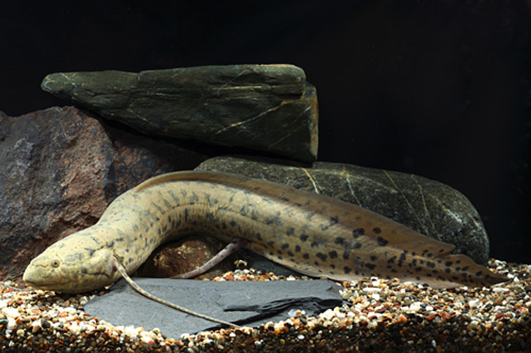 African Lungfish  LARGE