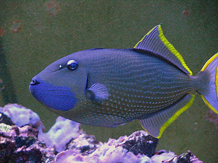 Blue Throat Trigger Male Hawaii  LARGE