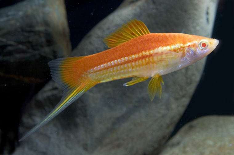 Lemon Swordtail REGULAR