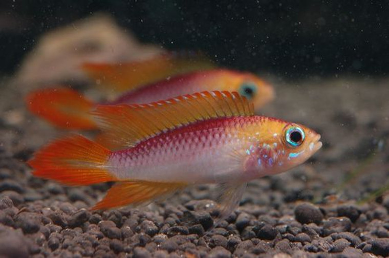 Super Fire Red Apistogramma Agassizii Cichlid Pair  REGULAR