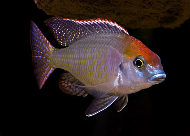 Rainbow Lethrinops Cichlid Mbasi  MEDIUM