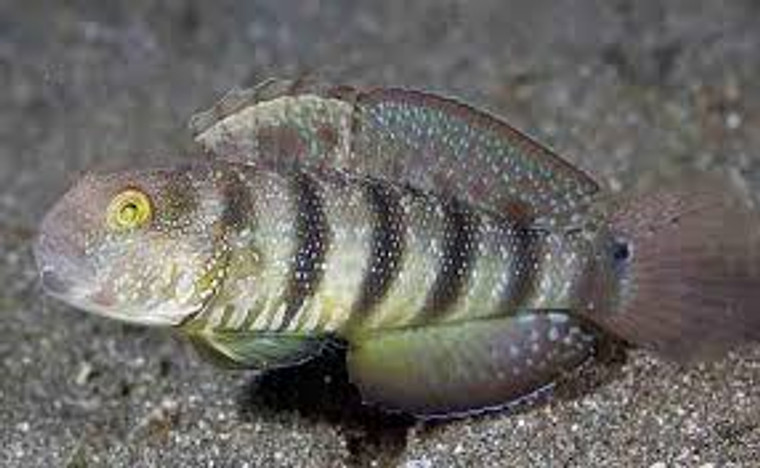 Bullet Goby  MEDIUM